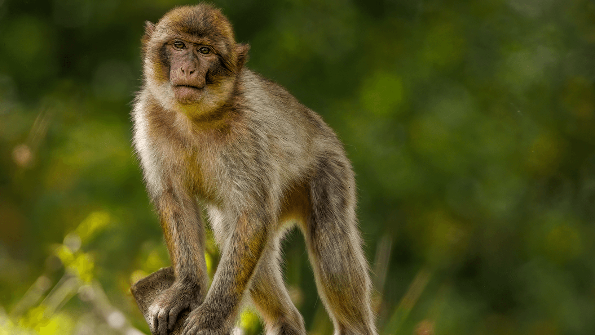 Sightseeing Packages muthanga wildlife sanctuary